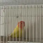 روز اورنج ابلاين