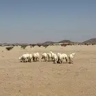 رخال حريات صنف