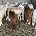 بهم تربية سواكني