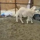 طليان ذبايح