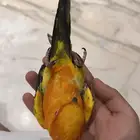 صن كنيور اليف متكلم