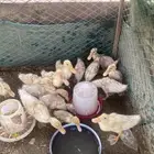 بط البيع على سوم العدد 14 حبه