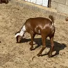 ماعز غنم مراح