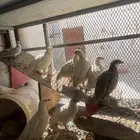 حجل ابيض روسي