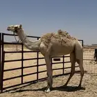 رحول ابل ( تم البيع )