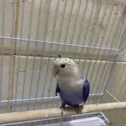 حبيت اعرض هاذا الإعلان طير روز ذكر عمره شهرين ونص