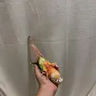 زوج كنيور انناس