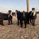 تيوس العمر 4 شهور ع السوم