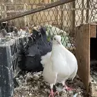 البيع للجميع وبسعر خاص جدا