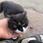 قطوه حامل بالخرج حي الخزامى   الي يبي يتبناها