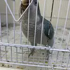 ببغاء كويكر ( تم البيع )