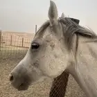 فرس شعبيه