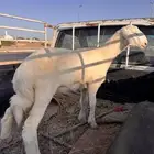 رخل حريه صنف درجه اولى العمر 3 شهور لاهل الصنف حصري