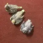 كروانات فروخ لهواة الغر