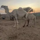 للبيع الخلفه العونيه اللي سنها شاق. وتحتها قعود عمره 3 شهور