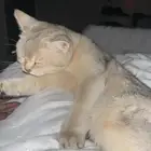 حيوان أليف