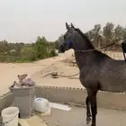 حصان واهو