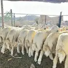 ذبايح حريه طليان و رخال