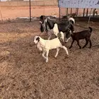 عنز حجازيه متاوم