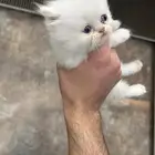 قطط هاف بيكي للبيع