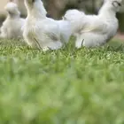 للبيع دجاج قطني ديك ودجاجتين