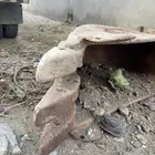 بكت بوكلين