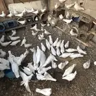 حمام