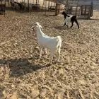 الشميسي طريق الخواجات