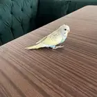 فرخ بادجي للبيع