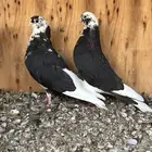 للبيع جوزين قطايف توب .