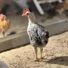 صوص دجاج بلدي