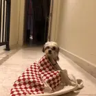 كلبة بودل اليفه جدا