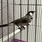 بلبل بلابل عراقي ابيض الخدين