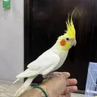 كروان اليف لاتينو