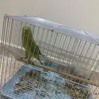 دره هندي