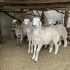 للبيع طليان حريات حري ذبايح   ديوك