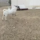 تيس فحل بيشي