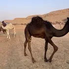 قعود مجهم مفرود يرضع امه