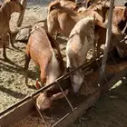 تيوس حص (تم البيع)