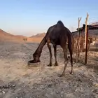 بكره مضروبه