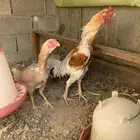 جوز دجاج باكستاني أصيل