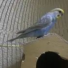 للبيع بادجي