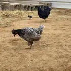 دجاجتين حباحب كويتي