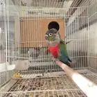 جوز كنيور كرمسون