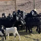 معزا ( تم البيع )