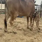 بقره فاخر