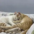 قطط اخوان للتبني