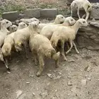 طليان للبيع