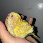 كويكر وكنيور اناناس وقرين شيك