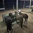 سواكني للبيع